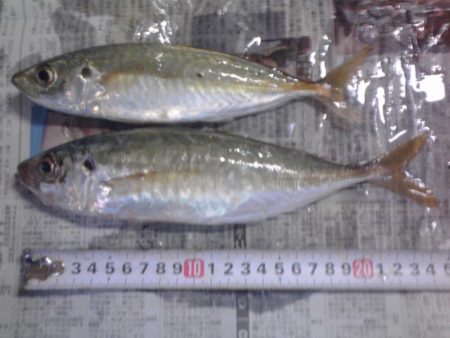 ヘダイ、サバ、アジ